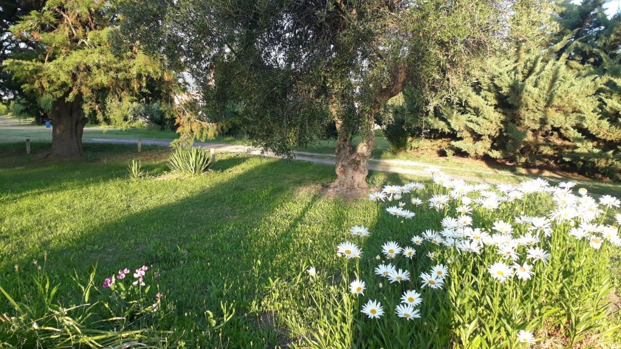 Casa De Campo Las Olivas San Rafael (Mendoza) Exterior foto